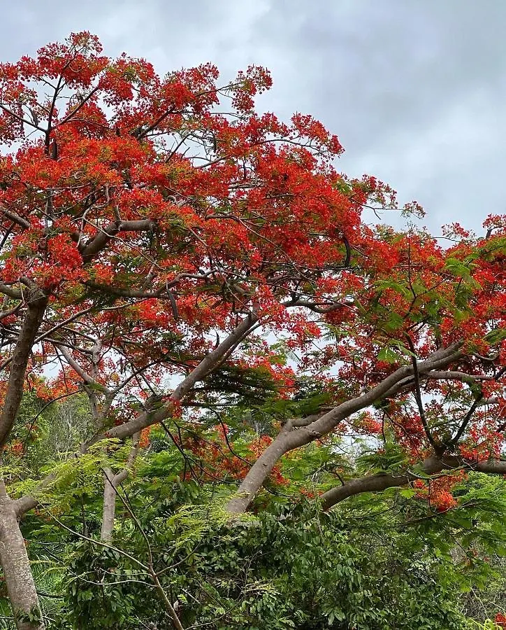 The Serene House Bed & Breakfast Luquillo