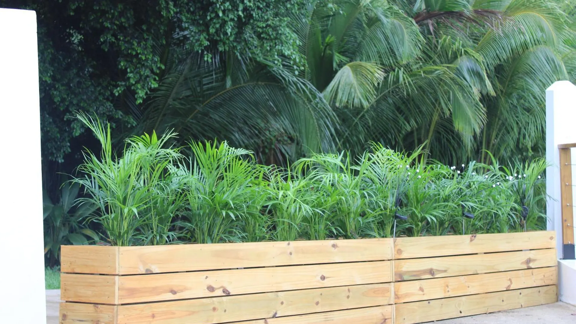 The Serene House Bed & Breakfast Luquillo